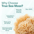 TrueSeaMoss True Sea Moss Mango/Pineapple Gel - 16 Fl Oz - image 8