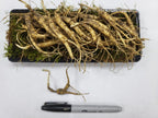 Generic American Wild Fresh Ginseng Appalachian Mountain Panax - 2.5 oz - image 3
