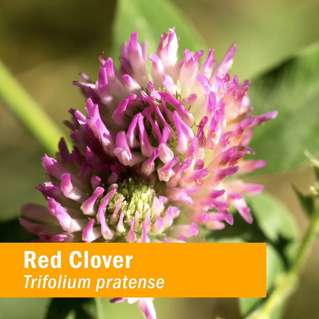 Herb Pharm Certified Organic Red Clover Extract
