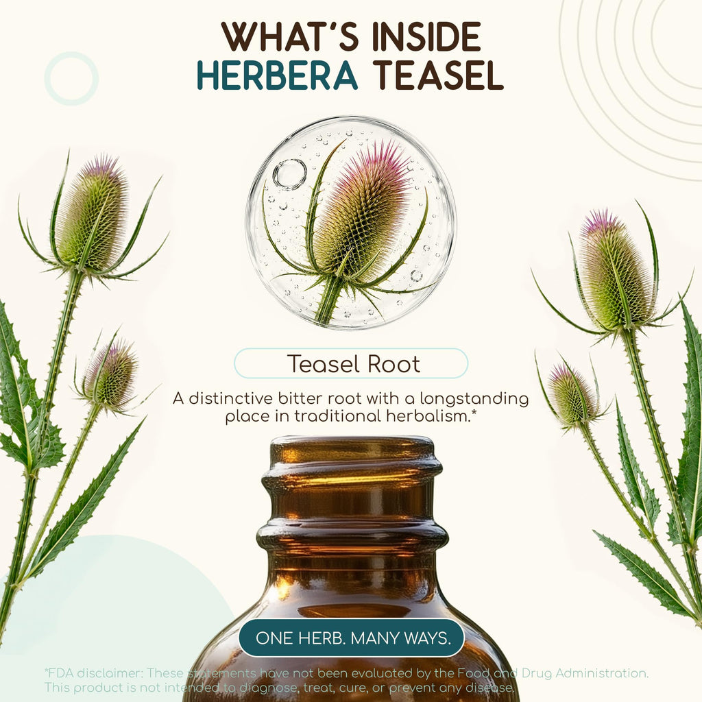 HerbEra Teasel Alcohol-Free Herbal Extract Tincture