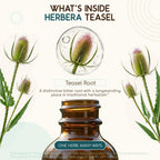 HerbEra Teasel Alcohol-Free Herbal Extract Tincture