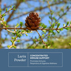 Eclectic Institute Larix Immune Support Capsules - 50 Count - image 3