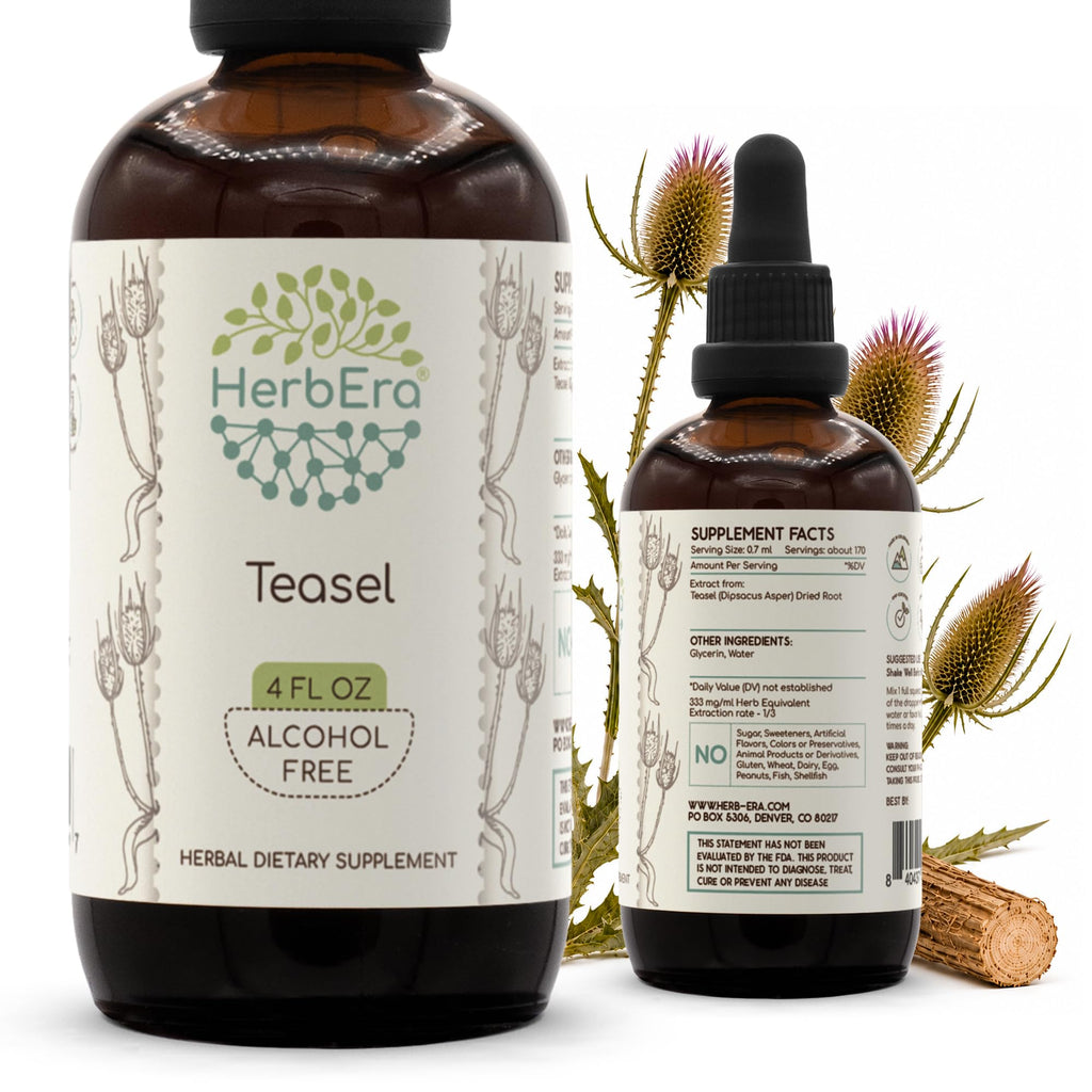 HerbEra Teasel Alcohol-Free Herbal Extract Tincture