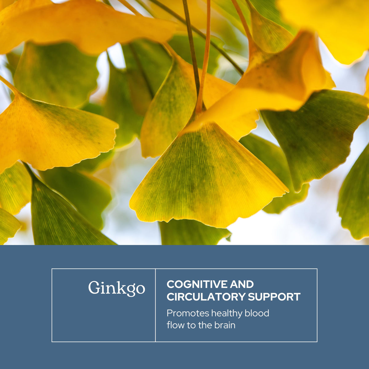 Eclectic Institute Ginkgo Biloba Cognitive Support - 120 Capsules - image 3