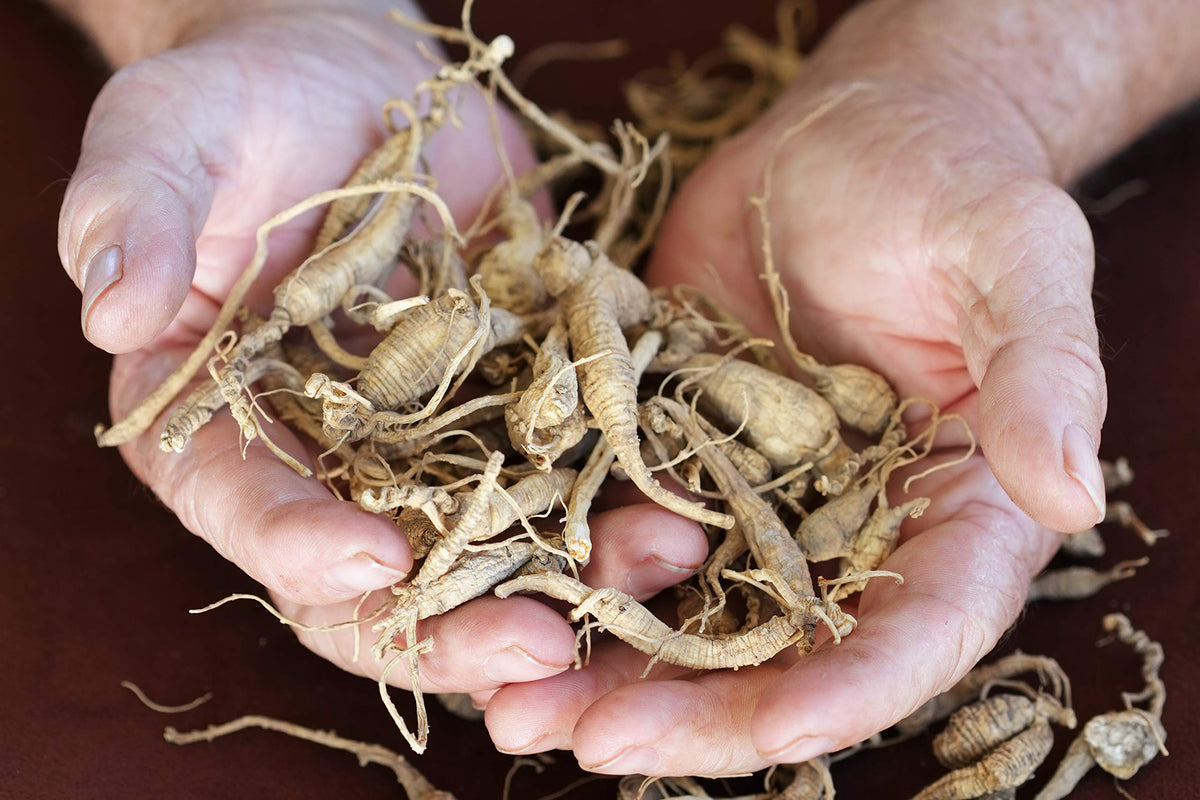Health Embassy Siberian Ginseng Root Cut Tea - 100g - image 5