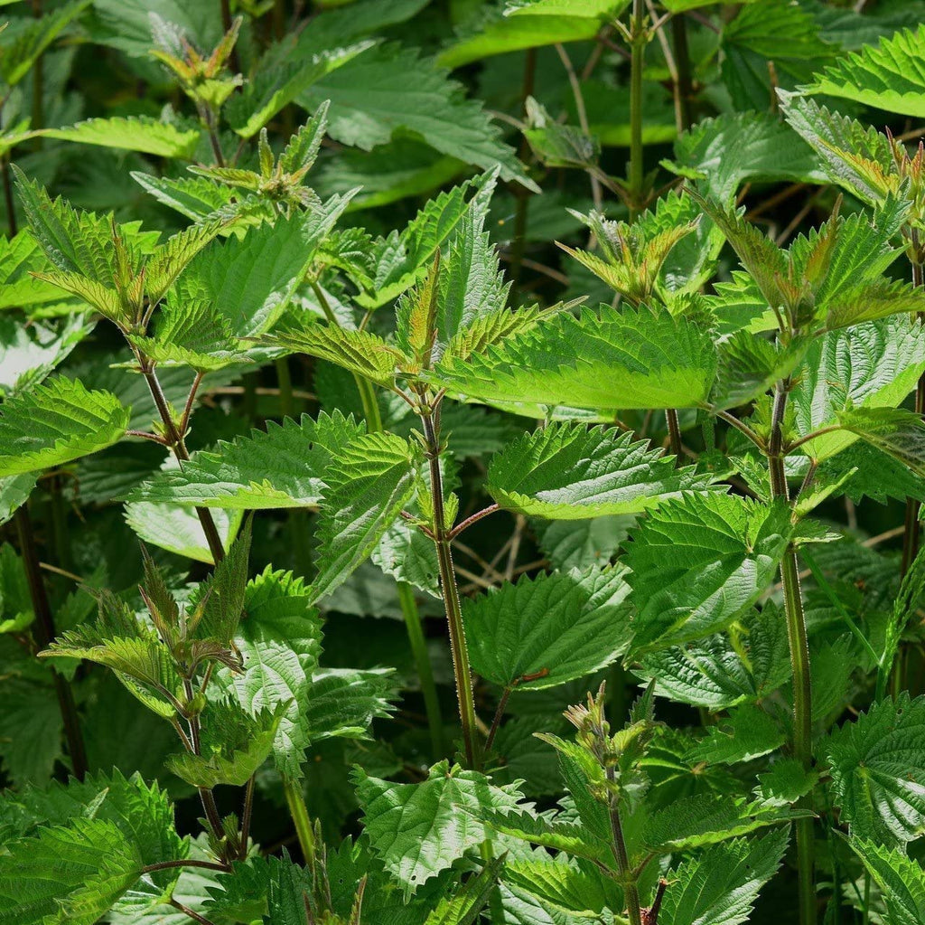 OrginBud Stinging Nettle Urtica Dioica Seeds - 100 Seeds