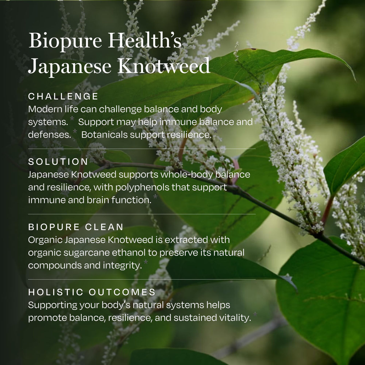 BioPure Japanese Knotweed Immune Support Tincture - 2 Fl Oz - image 4