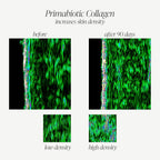 PRIMABIOTIC Liquid Collagen - High Collagen Content [10