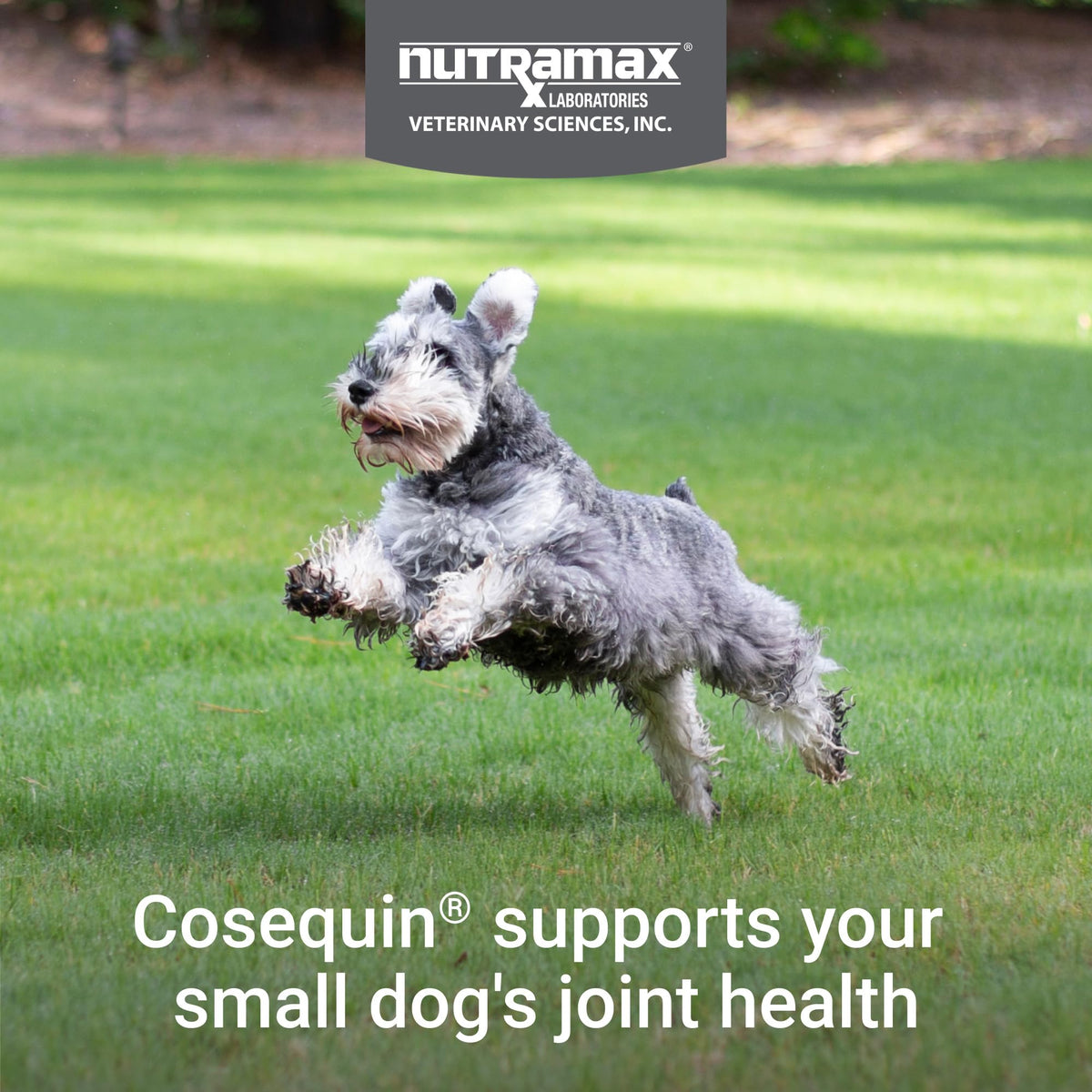 Nutramax Cosequin Small Dog Joint Supplement Soft Chews - 45ct - image 3
