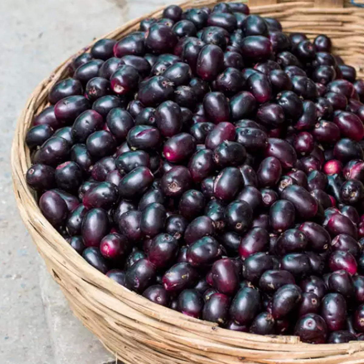 Earthborn Elements Jamun Seed - 200 Capsules - image 4