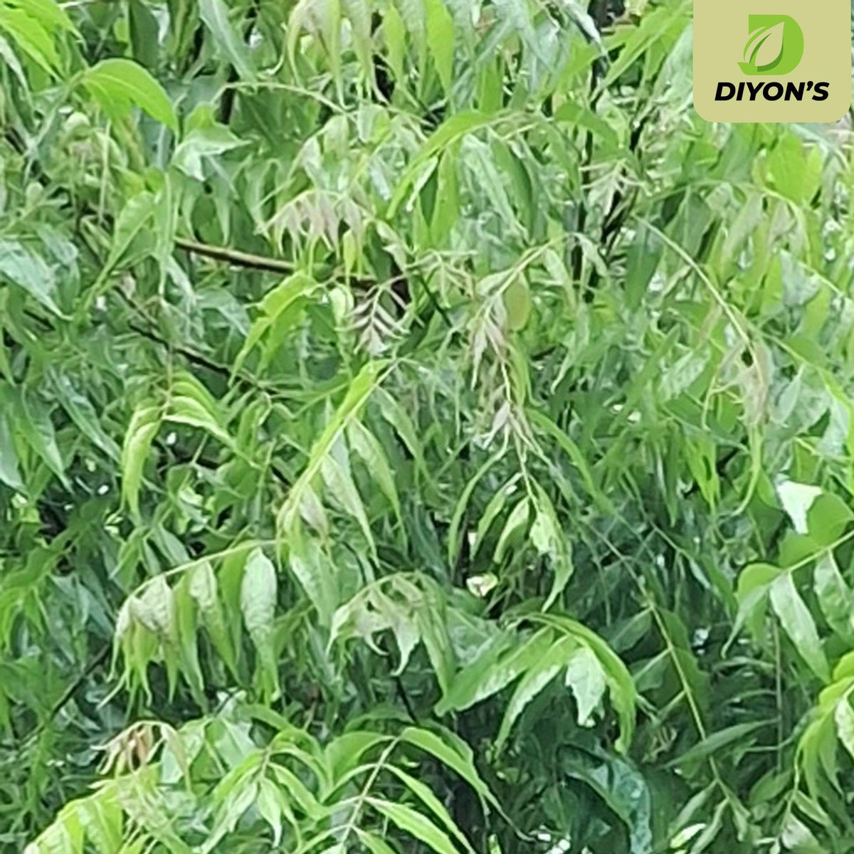 Diyon's Whole Dried Neem Leaves - 10 g - image 6