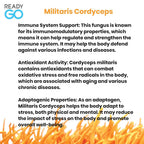 READYGO Cordyceps Militaris Mushroom Capsules with Ginseng - 30 Capsules - image 6