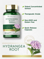 Carlyle Hydrangea Root Extract - 100 Capsules - image 3