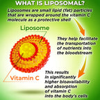 SUPPLEMENTS STUDIO Liposomal Vitamin C Capsules - Organic Acerola