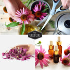 Survival Garden Seeds Purple Coneflower Echinacea Purpurea - 1 Pack - image 6