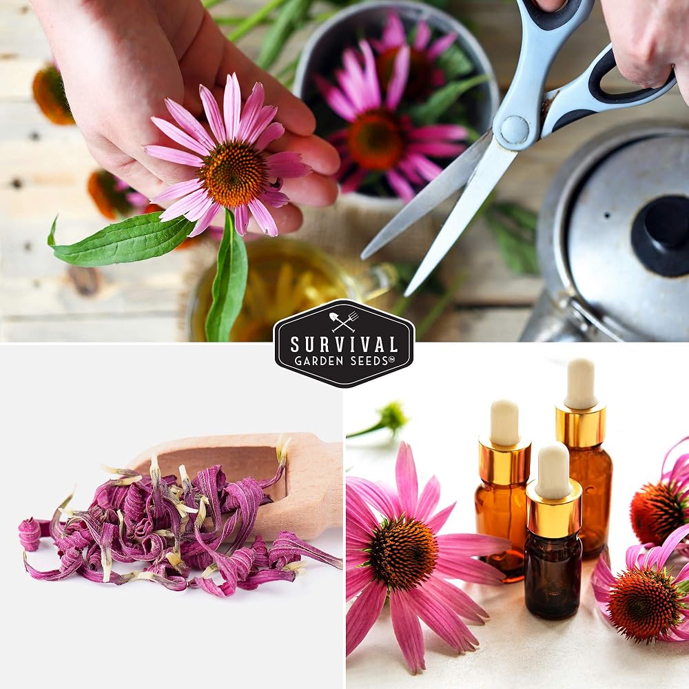 Survival Garden Seeds Purple Coneflower Echinacea Purpurea - 1 Pack - image 6