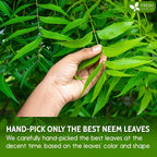FreshDrinkUS Neem Leaf Powder 100% Natural - 6oz - image 5