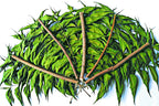 Green World Fresh Neem Leaves and Chewing Sticks - 30 Stems - image 5