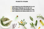 Bulk Buy Probiotic Blend - Multiple Strains of Key Bacteria Include