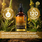 HEBS LAB. Mullein Extract Parent