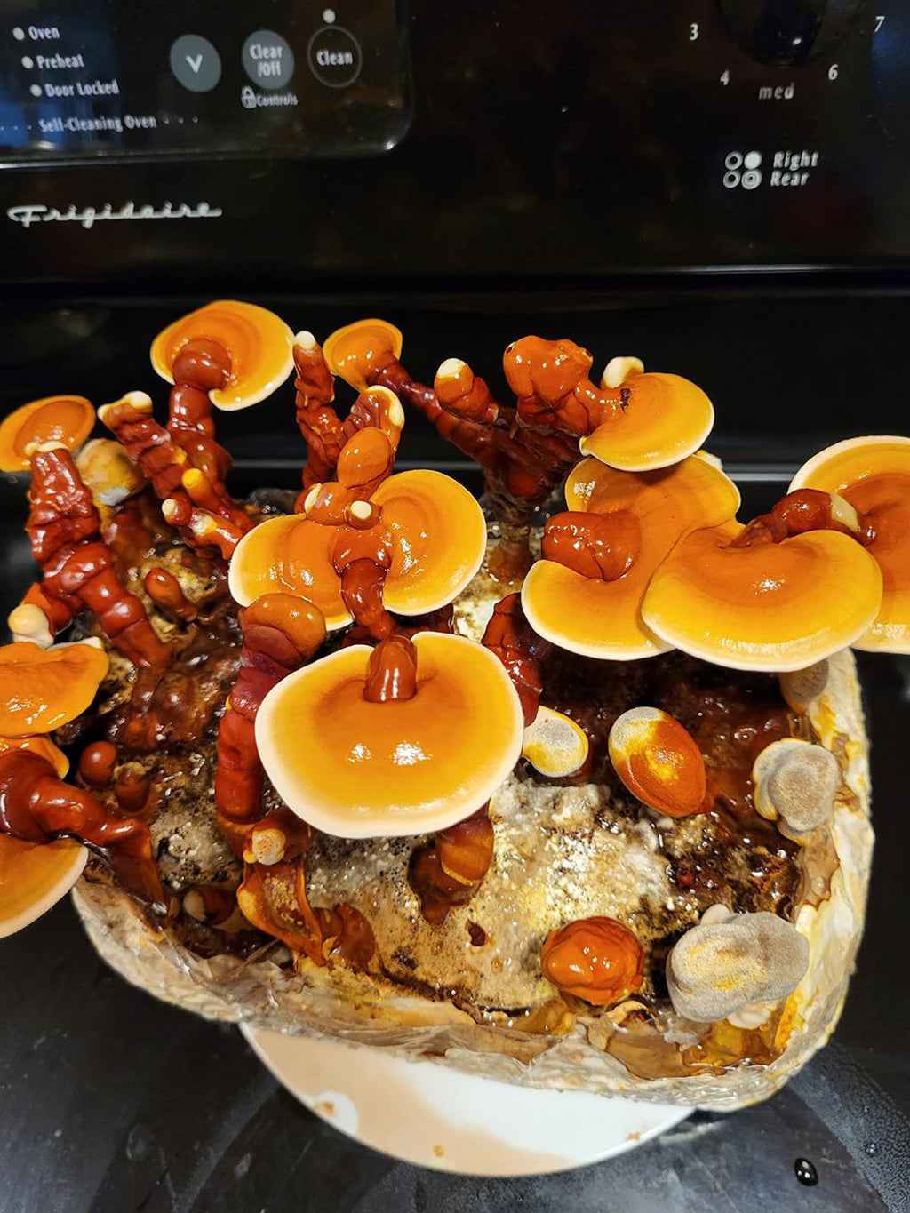 Gallboys Reishi Mushroom Indoor Growing Kit - 1 Count - image 3