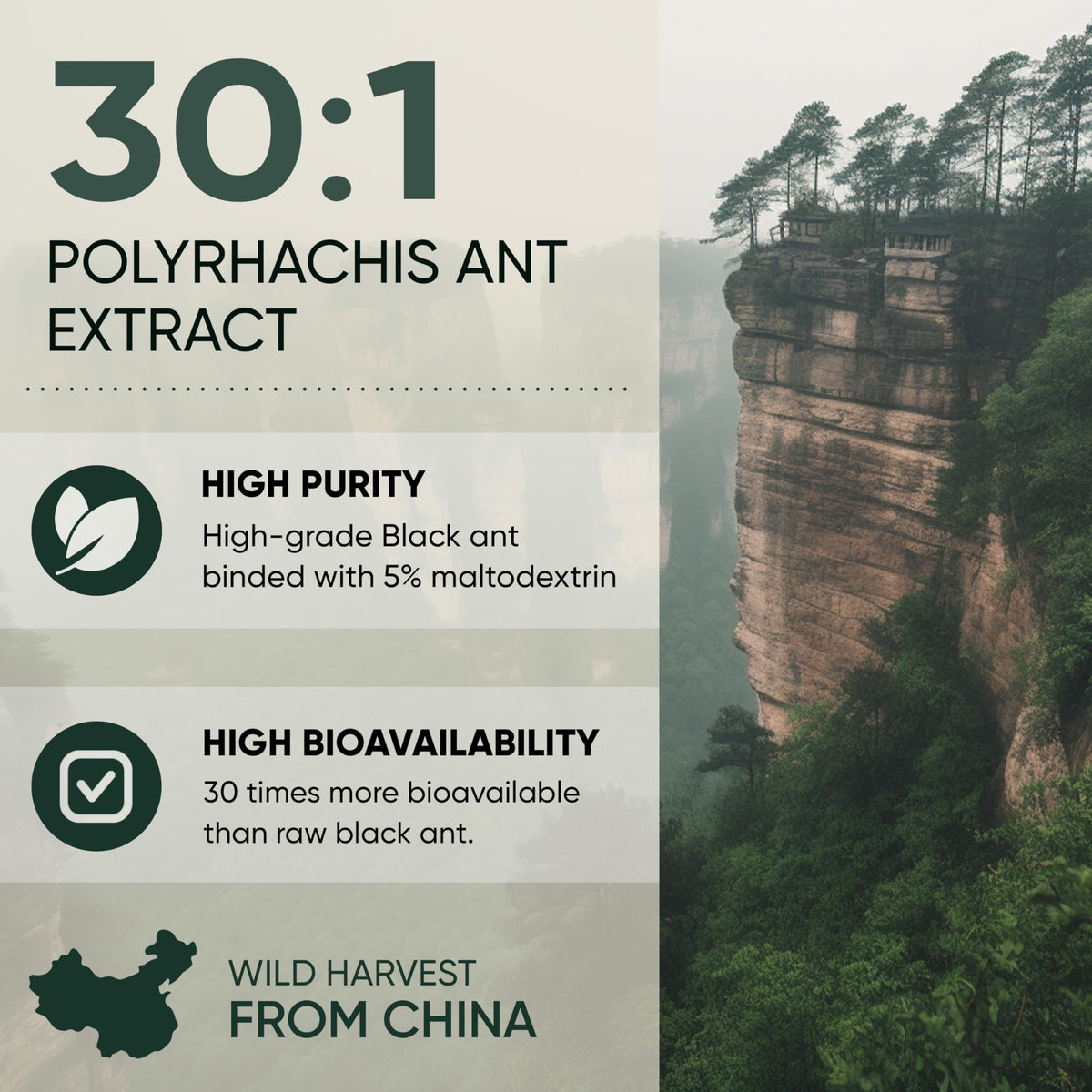 Jungle Powders Black Ant Extract Powder 30:1 - 5 Ounces - image 4