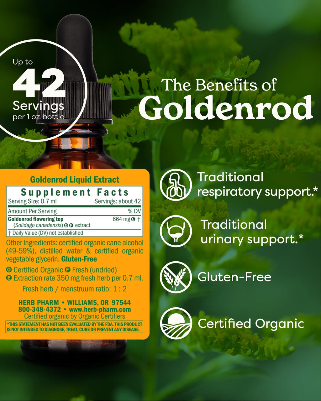 Herb Pharm Goldenrod Liquid Extract for Urinary System Support - 1 Fl Oz - image 2