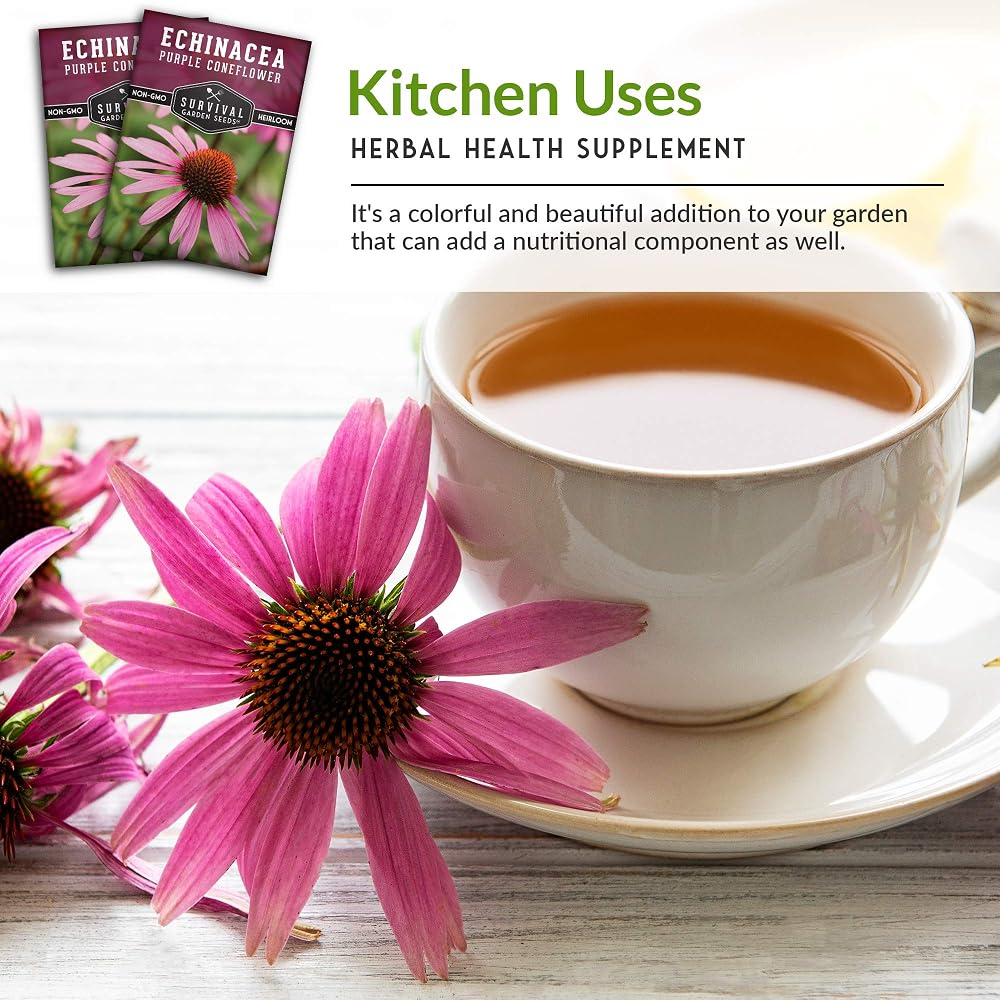 Survival Garden Seeds Purple Coneflower Echinacea Purpurea - 1 Pack - image 4