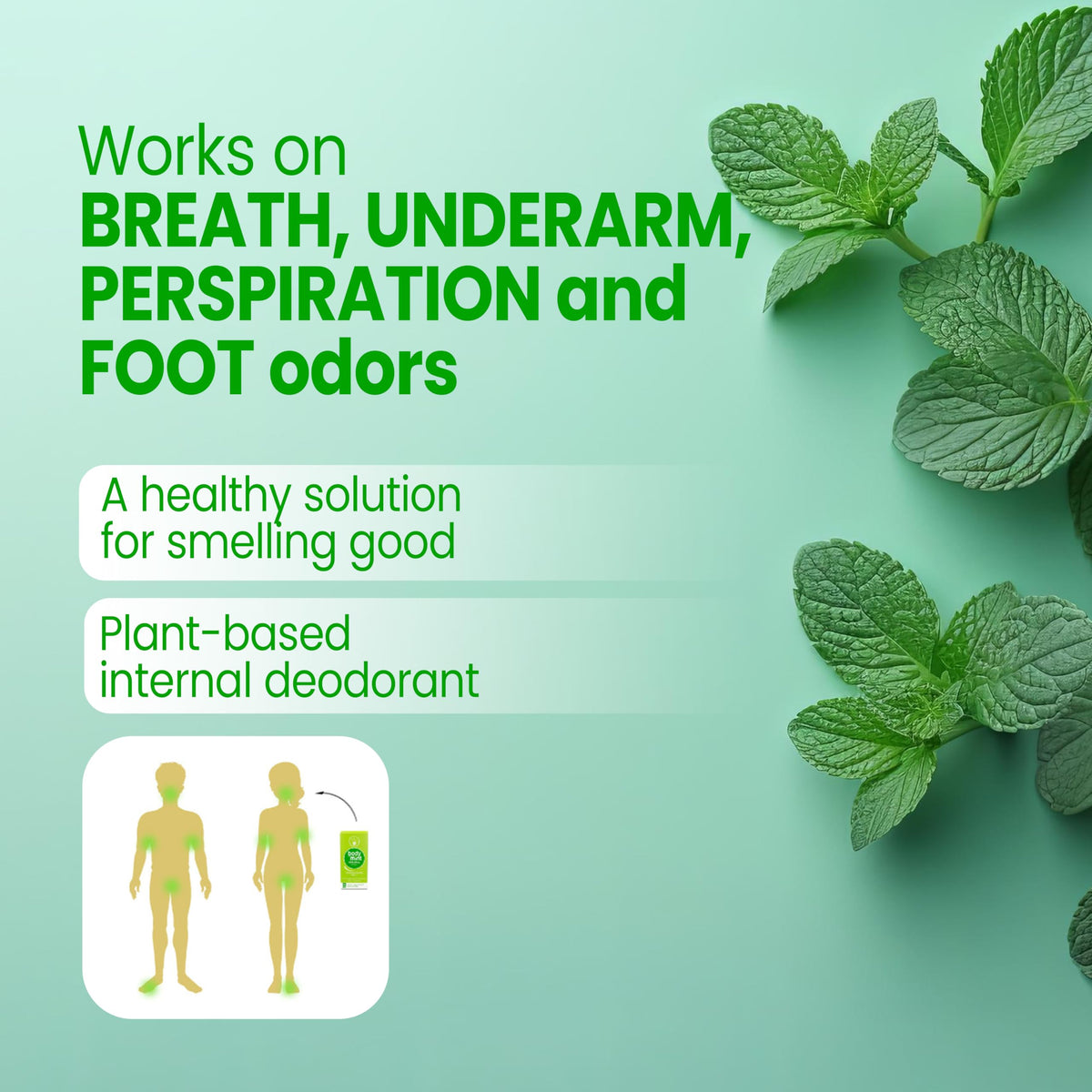 Body Mint Original Chlorophyll Deodorizing Supplement - 50 Tablets - image 3
