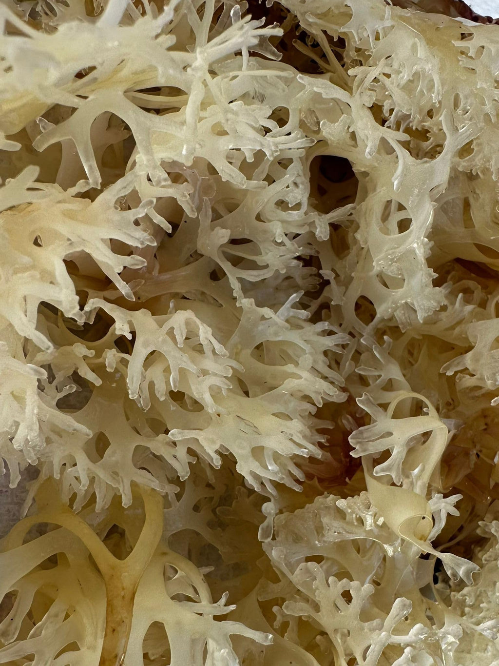 Alkaline Herb Raw Gold Sea Moss Wildcrafted - 4 oz - image 5