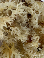 Alkaline Herb Raw Gold Sea Moss Wildcrafted - 4 oz - image 5