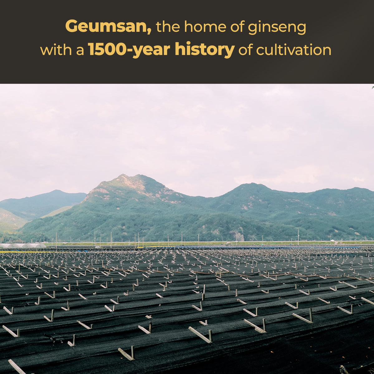 GeumHeuk Korean Black Ginseng 1000mg - 90 Vegan Capsules - image 4