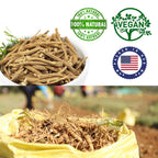 DABC OAK LAND American Ginseng from Wisconsin