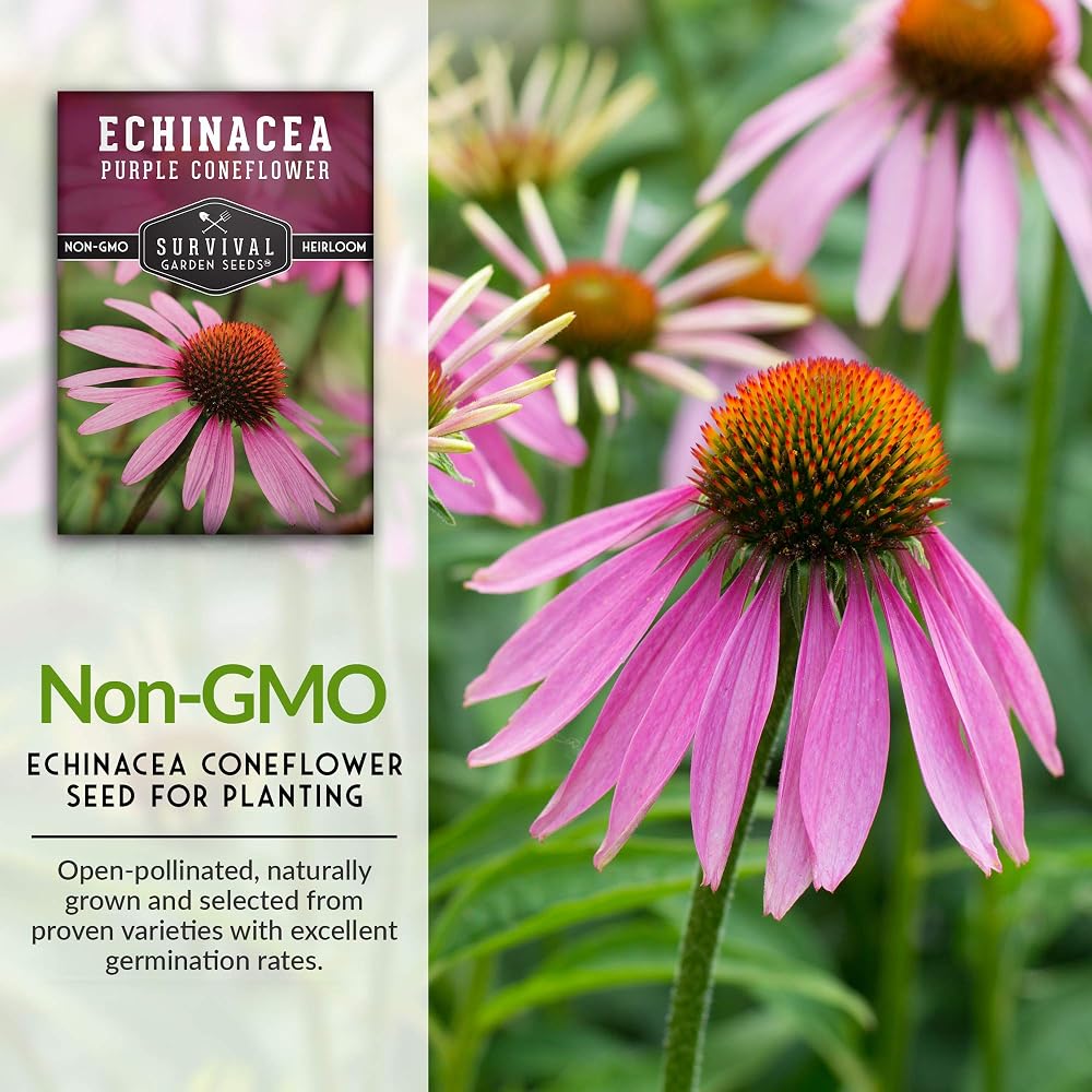 Survival Garden Seeds Purple Coneflower Echinacea Purpurea - 1 Pack - image 3