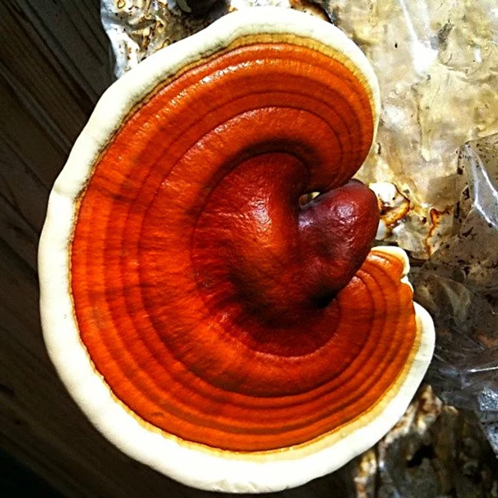 Earth Cap Mushrooms Liquid Cultures 5 Pack Wood Lover - 5 Count - image 4