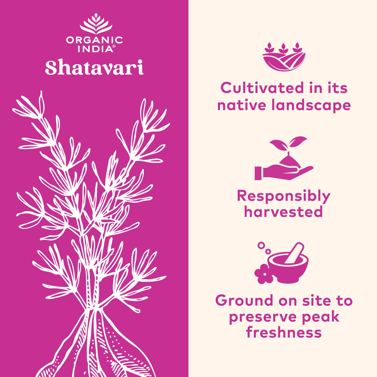 ORGANIC INDIA Shatavari Capsules Hormonal Balance - 90 Capsules - image 4