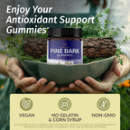 HERBAMAMA Pine Bark Extract Gummies 300mg Antioxidant Support - 60 Gummies - image 2