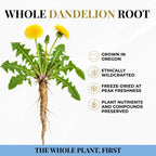 Eclectic Herb, Dandelion Root Capsules, Liver, Detox, Digestion