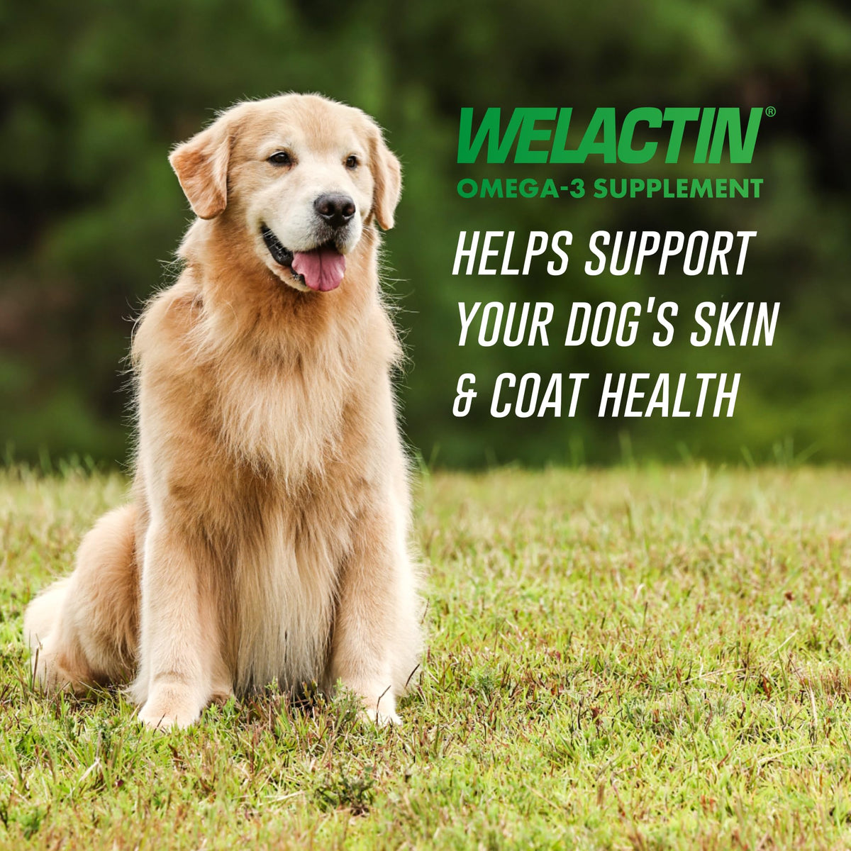 Nutramax Welactin Omega 3 Fish Oil for Dogs Skin & Coat - 3 Pack - image 2