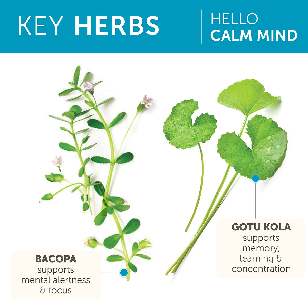 Himalaya Hello Calm Mind Herbal Supplement Cognitive Support - 60 Capsules - image 4