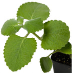 Eunivus Cuban Oregano Live Plant - image 2