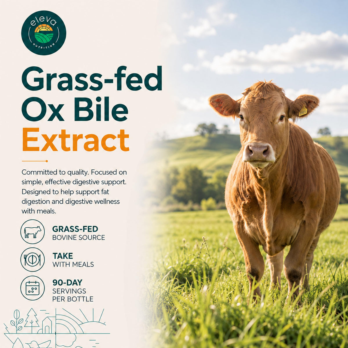 Eleva Nutrition Grass-Fed Ox Bile 1000mg - 180 Capsules - image 2