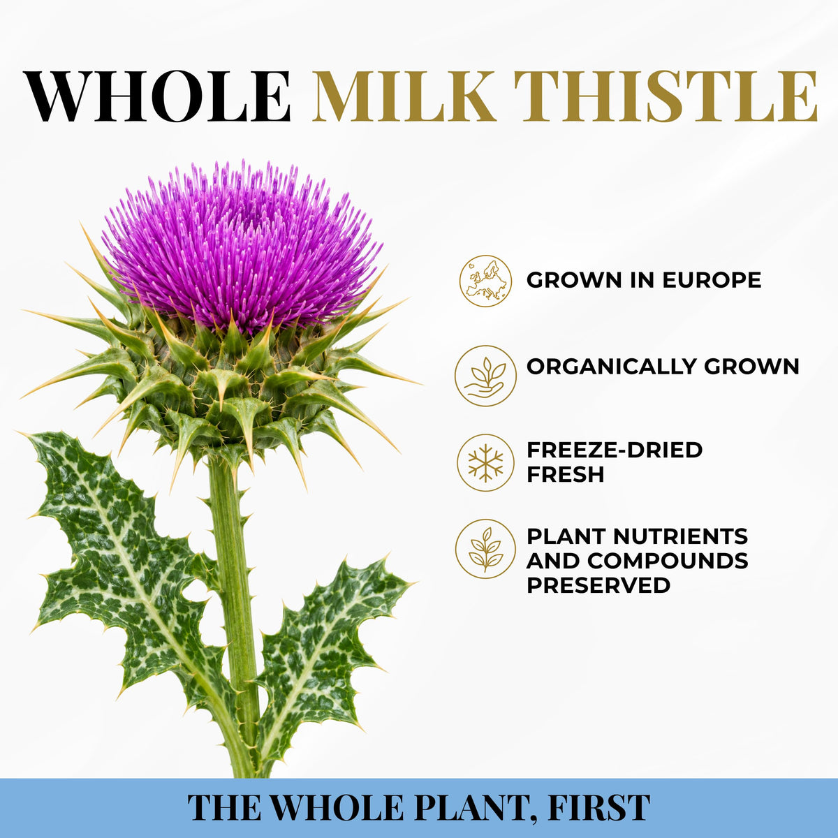 Eclectic Herb, Organic Milk Thistle Capsules, Liver Support + Detox