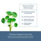Eclectic Institute Ginkgo Gotu Kola Capsules Brain Support - 90 Capsules - image 5
