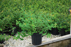 Perennial Farm Marketplace Hypericum Hidcote St. John's Wort - image 2