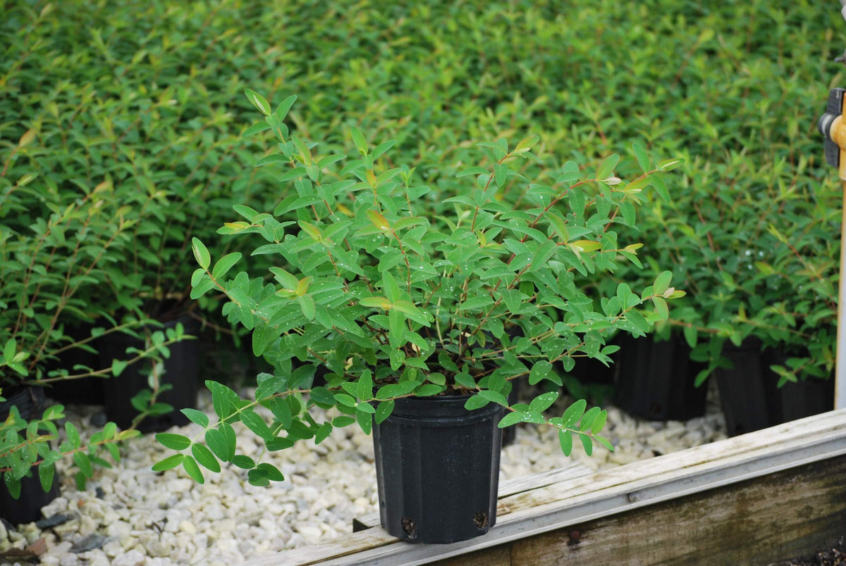 Perennial Farm Marketplace Hypericum Hidcote St. John's Wort - image 2