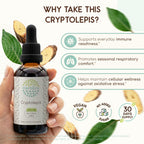 HerbEra Cryptolepis Alcohol-Free Liquid Extract Tincture - 2 fl oz - image 2