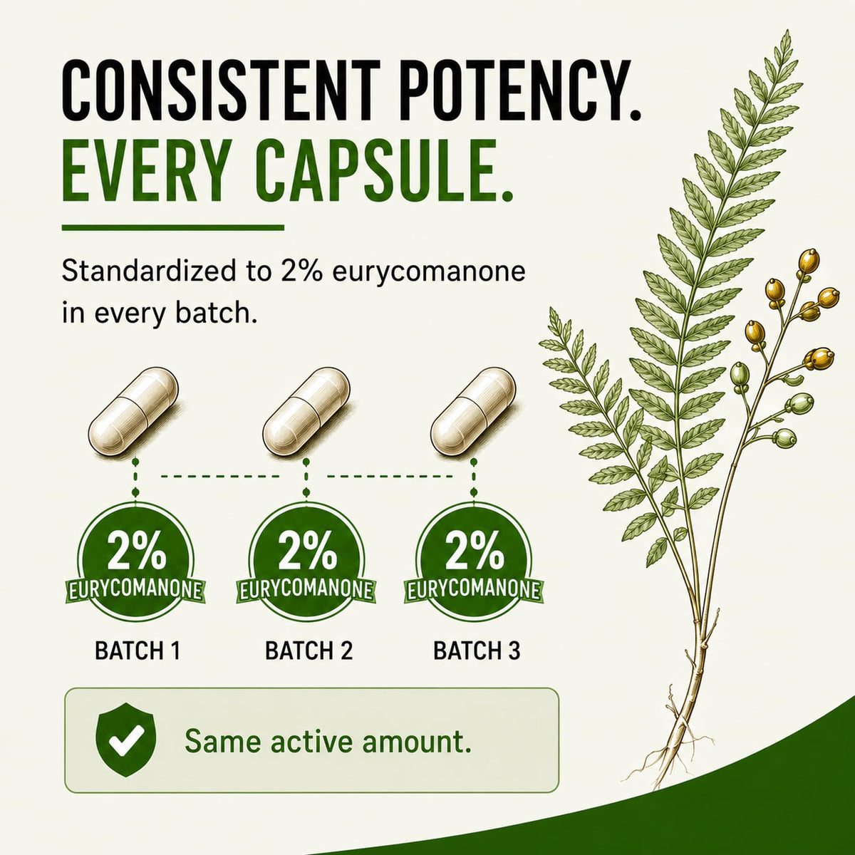 Herbolab Tongkat Ali Extract 300 mg - 80 Capsules - image 4