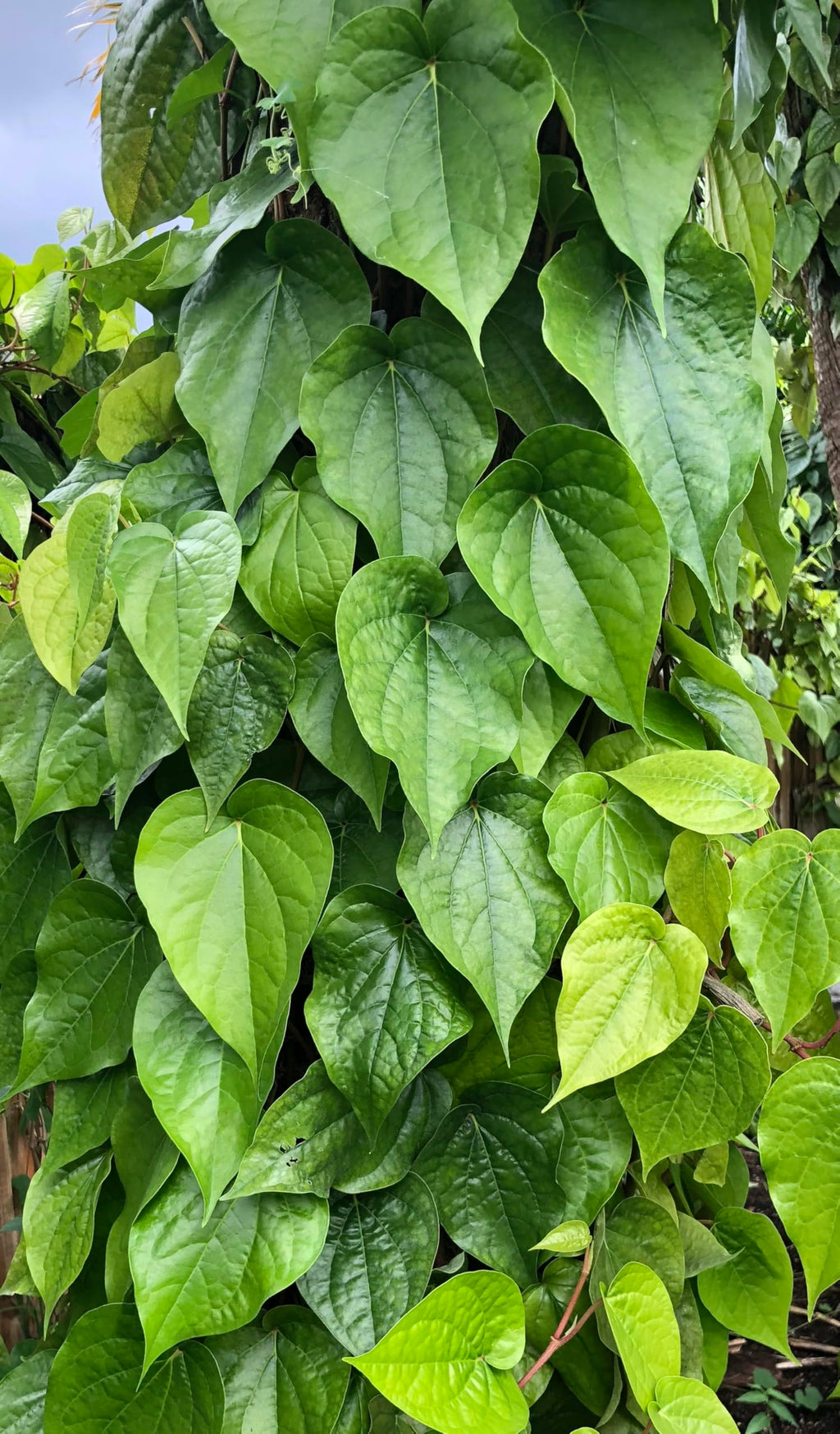 Goodluck Ganesha Fresh Betel Leaf Paan - 10 Count - image 5