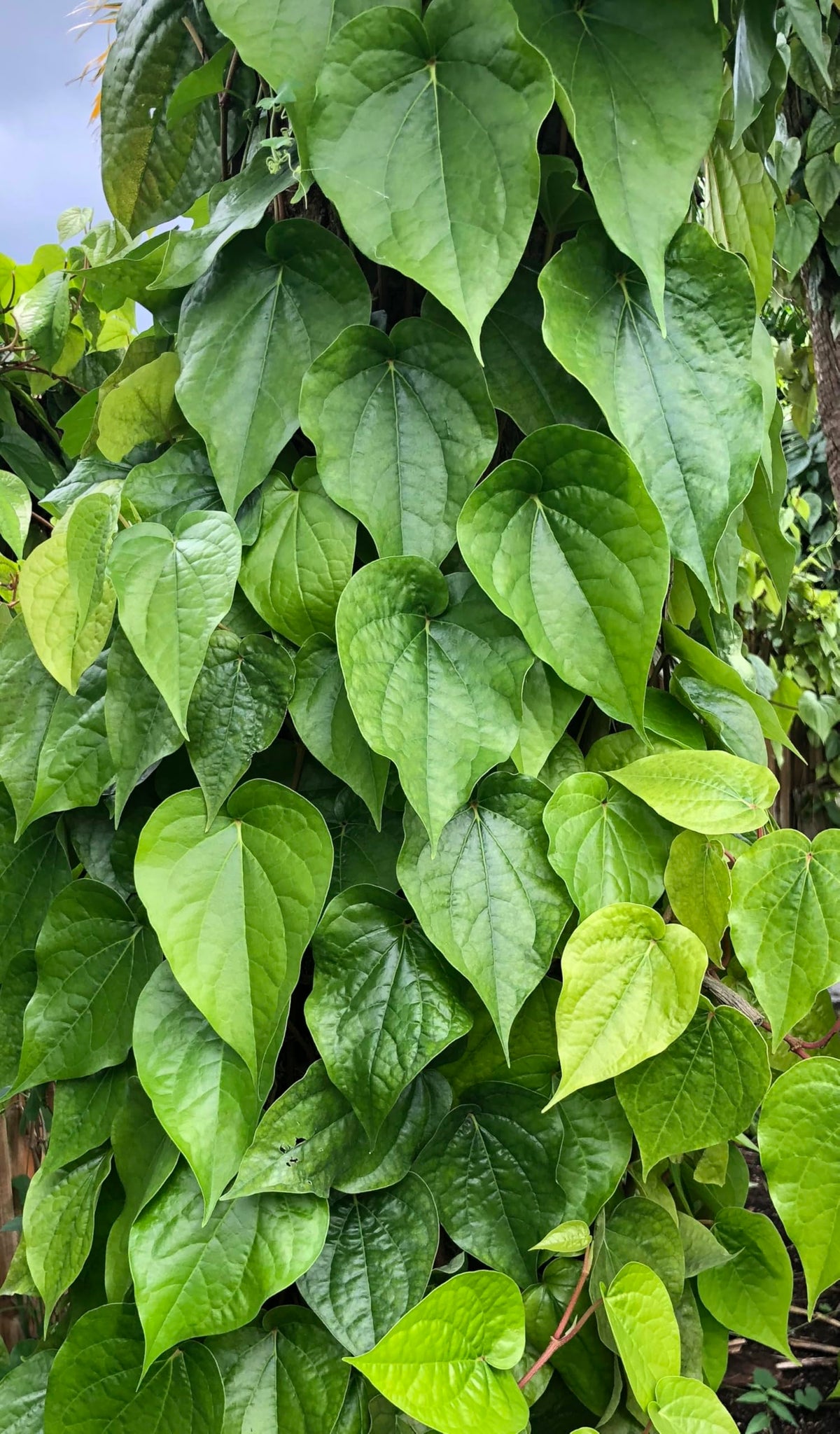 Goodluck Ganesha Fresh Betel Leaf Paan - 10 Count - image 5